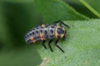 Coccinella septempunctata