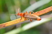 Cantharis rufa