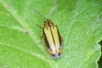 Xanthogaleruca luteola