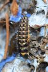 Anatis ocellata