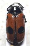 Clytra laeviuscula