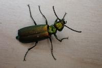 Lytta vesicatoria