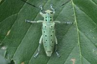 Saperda punctata