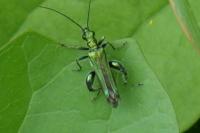 Oedemera nobilis