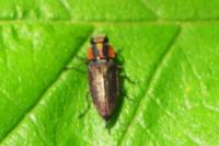Anthaxia manca