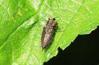 Anthaxia manca