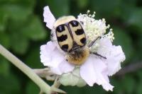Trichius gallicus