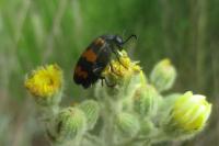 Mylabris variabilis