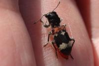 Clerus mutillarius