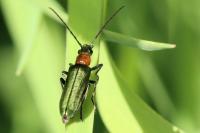 Anogcodes seladonius