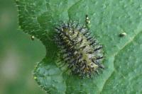 Henosepilachna argus