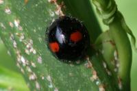 Chilocorus renipustulatus