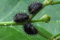 Chilocorus renipustulatus
