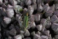 Oedemera nobilis