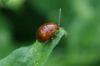 Sphaeroderma testaceum