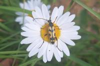 Rutpela maculata