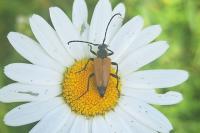 Stictoleptura fulva