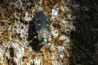 Chrysobothris affinis