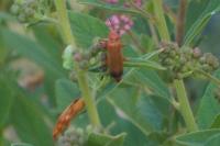 Rhagonycha fulva
