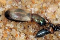 Cillenus lateralis