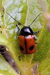 Cryptocephalus bipunctatus