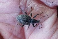 Otiorhynchus aurifer