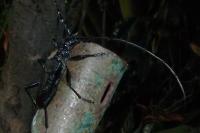 Cerambyx cerdo