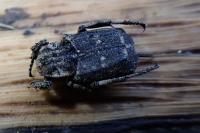 Valgus hemipterus