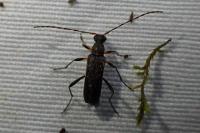 Grammoptera ruficornis