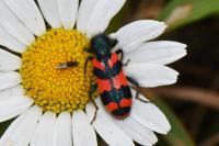 Trichodes alvearius