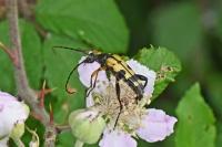 Rutpela maculata