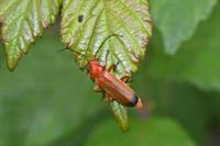 Rhagonycha fulva