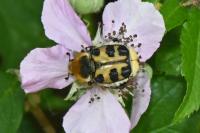 Trichius gallicus