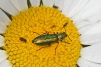 Psilothrix viridicoerulea