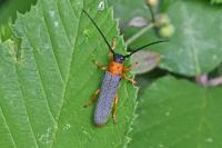 Oberea oculata
