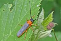 Oberea oculata