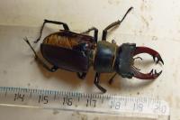 Lucanus cervus