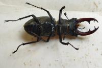 Lucanus cervus