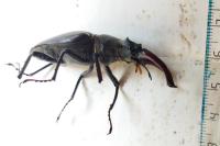 Lucanus cervus