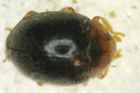 Scymnus rubromaculatus