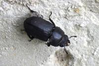 Dorcus parallelipipedus