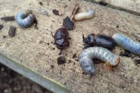 Oryctes nasicornis