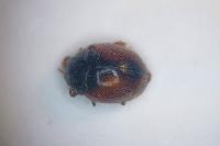 Scymnus interruptus