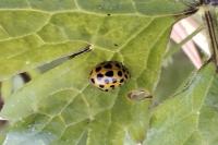 Psyllobora vigintiduopunctata