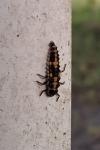 Oenopia conglobata