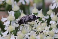 Variimorda villosa