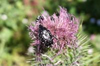 Oxythyrea funesta