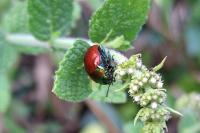 Chrysolina polita