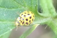 Psyllobora vigintiduopunctata