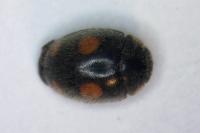 Scymnus frontalis